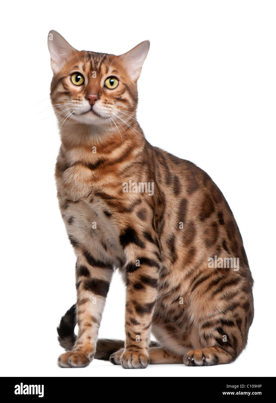 Bengal-Katze, 18 Monate alt, vor weißem Hintergrund Stockfoto