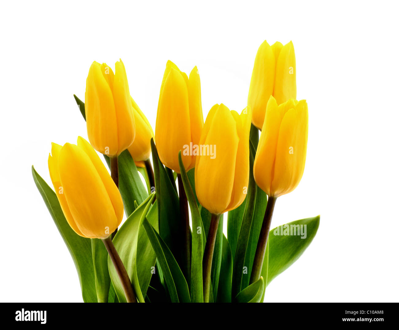 Frische gelbe Tulpen auf einer rein weißen Hintergrund Stockfoto
