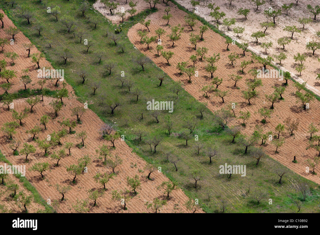 Spanien Landwirtschaft Muster Obstgarten Obst Oliven Orangen Mandeln huerto Stockfoto