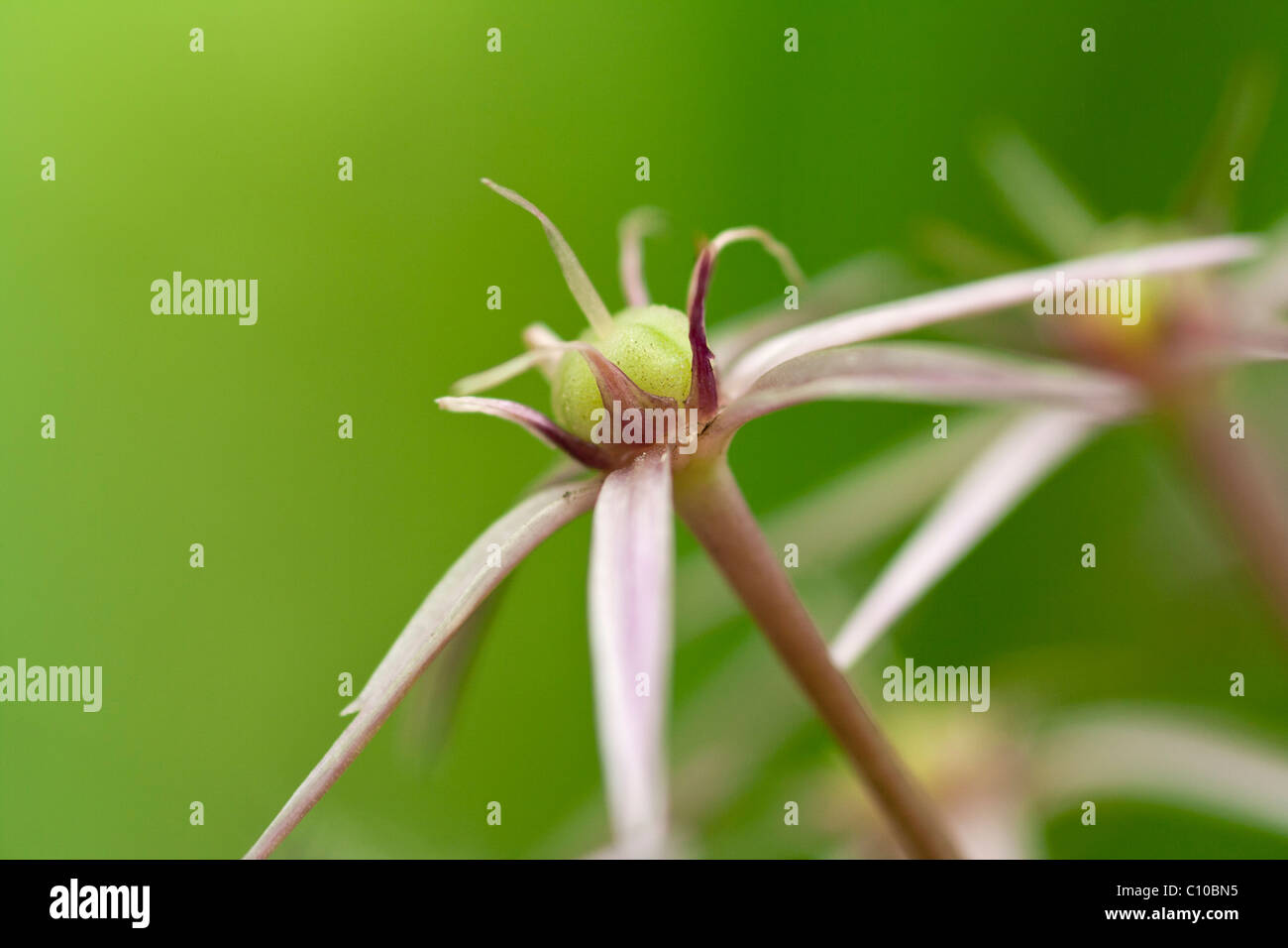 Allium-Saatgut-Kopf Stockfoto