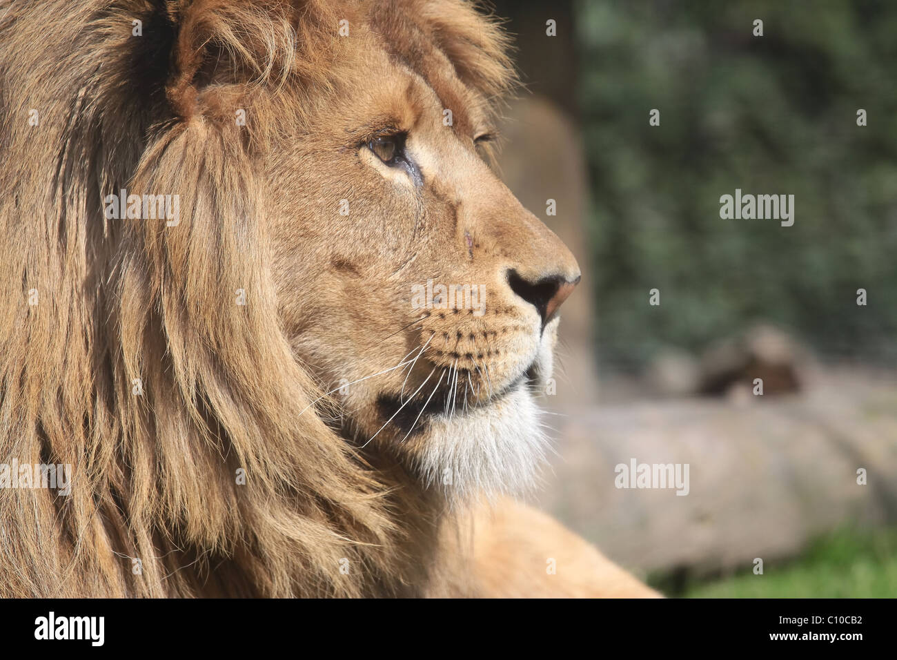 Stolzen Löwen Stockfoto