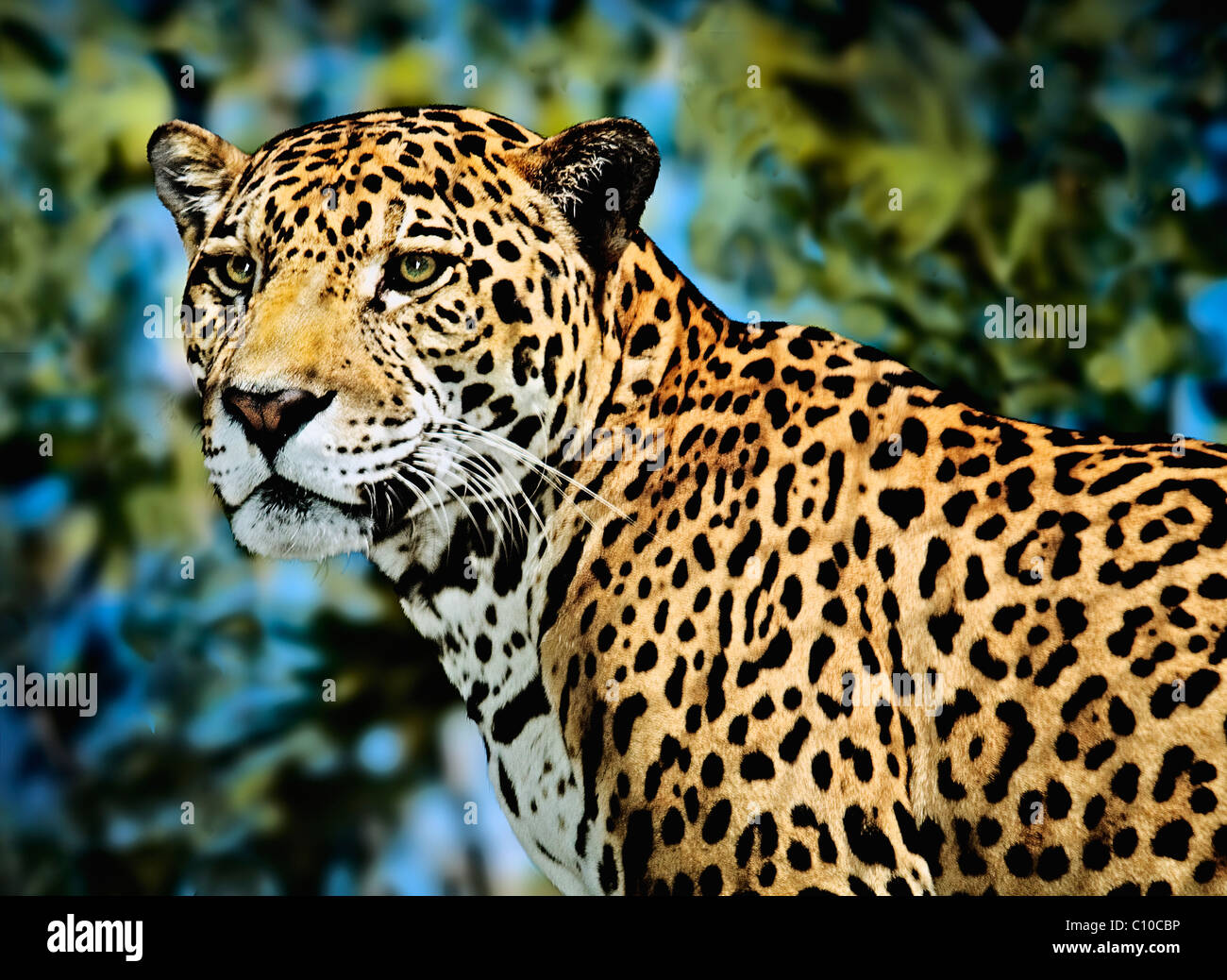 LEOPARD, JAGUAR HEAD AND SHOULDERS Stockfoto