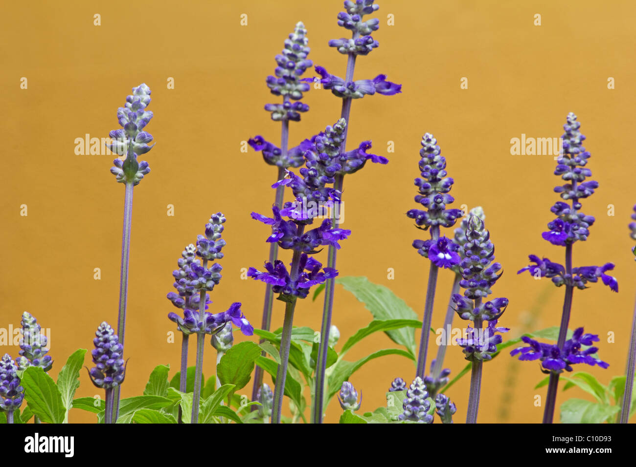 Nahaufnahme der Mealycup Salbei (Salvia Farinacea) Blumen und Pflanzen auf gelbem Hintergrund Stockfoto