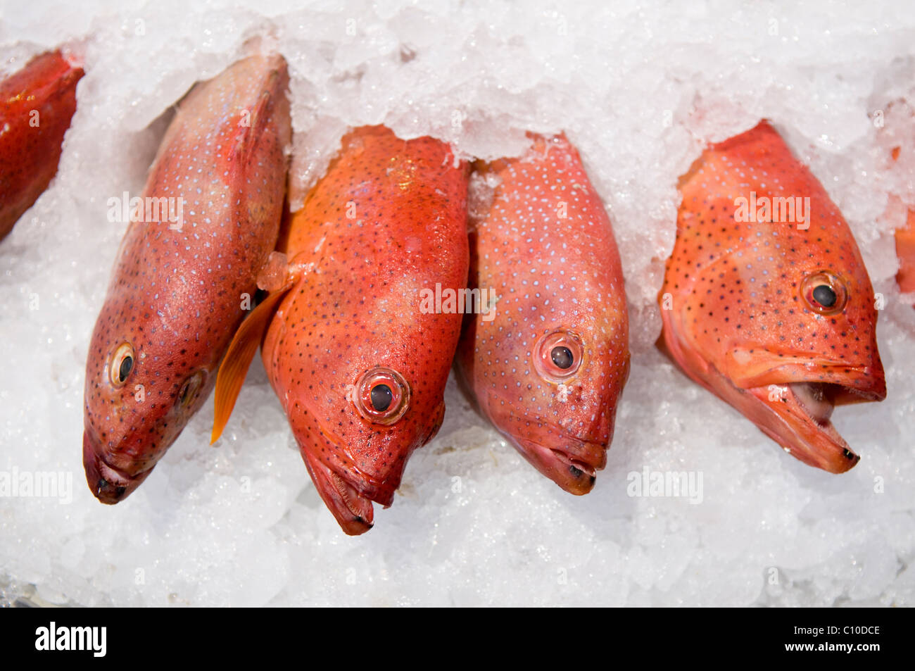 Vier rote Schnapper Verlegung in einem Bett aus Eis in einem Fischhändler-shop Stockfoto