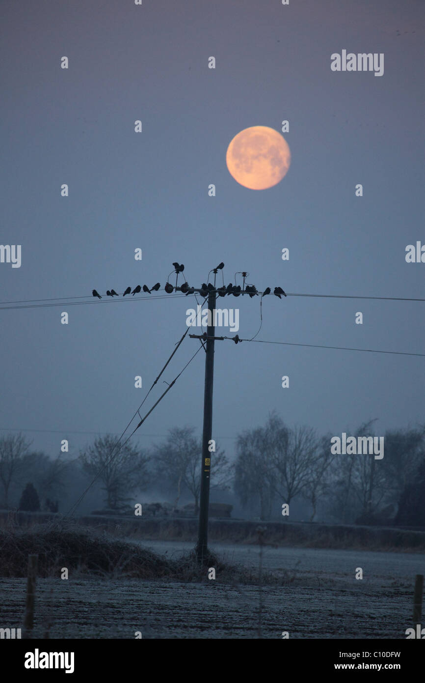 Crescent Moon im Morgengrauen Himmel mit Schlafplatz Vögel auf Stromleitungen Stockfoto