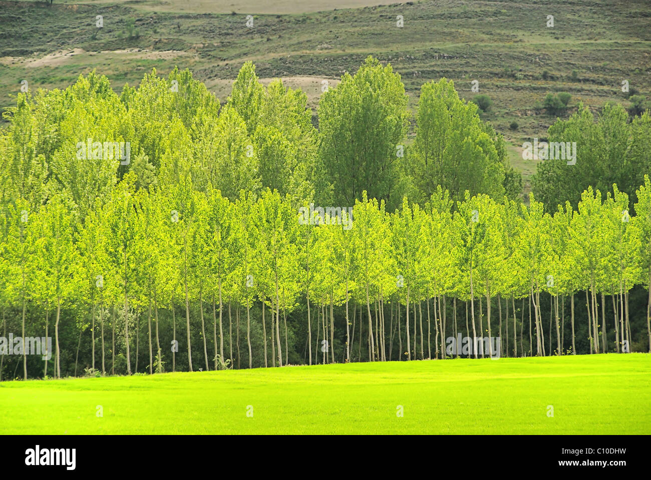 Pappelwald - Populus Wald 08 Stockfoto