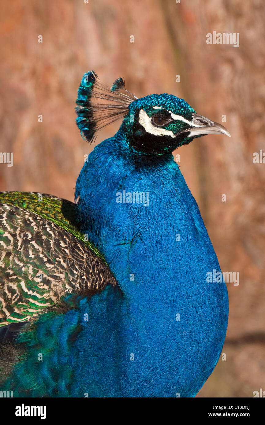 Männlicher Pfau-Portrait mit Mammutbaum in Hintergrund-Victoria, British Columbia, Kanada. Stockfoto