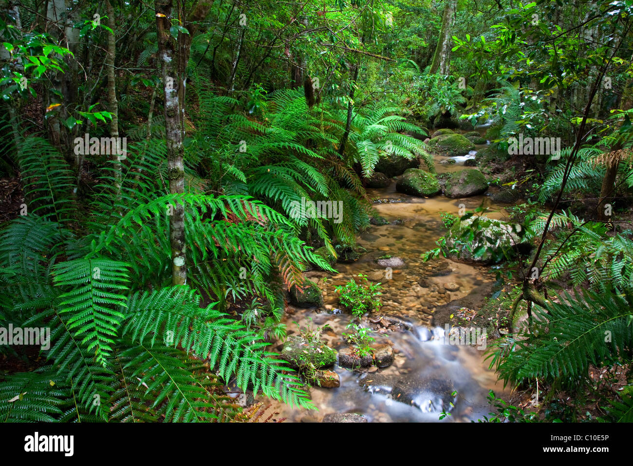 Creek, Gibraltar Range National Park, New-South.Wales, Australien Stockfoto