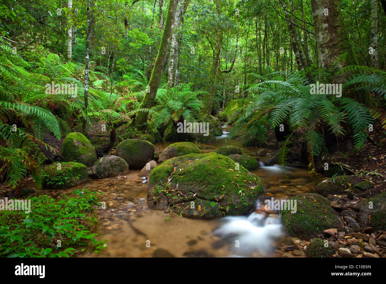 Creek, Gibraltar Range National Park, New-South.Wales, Australien Stockfoto