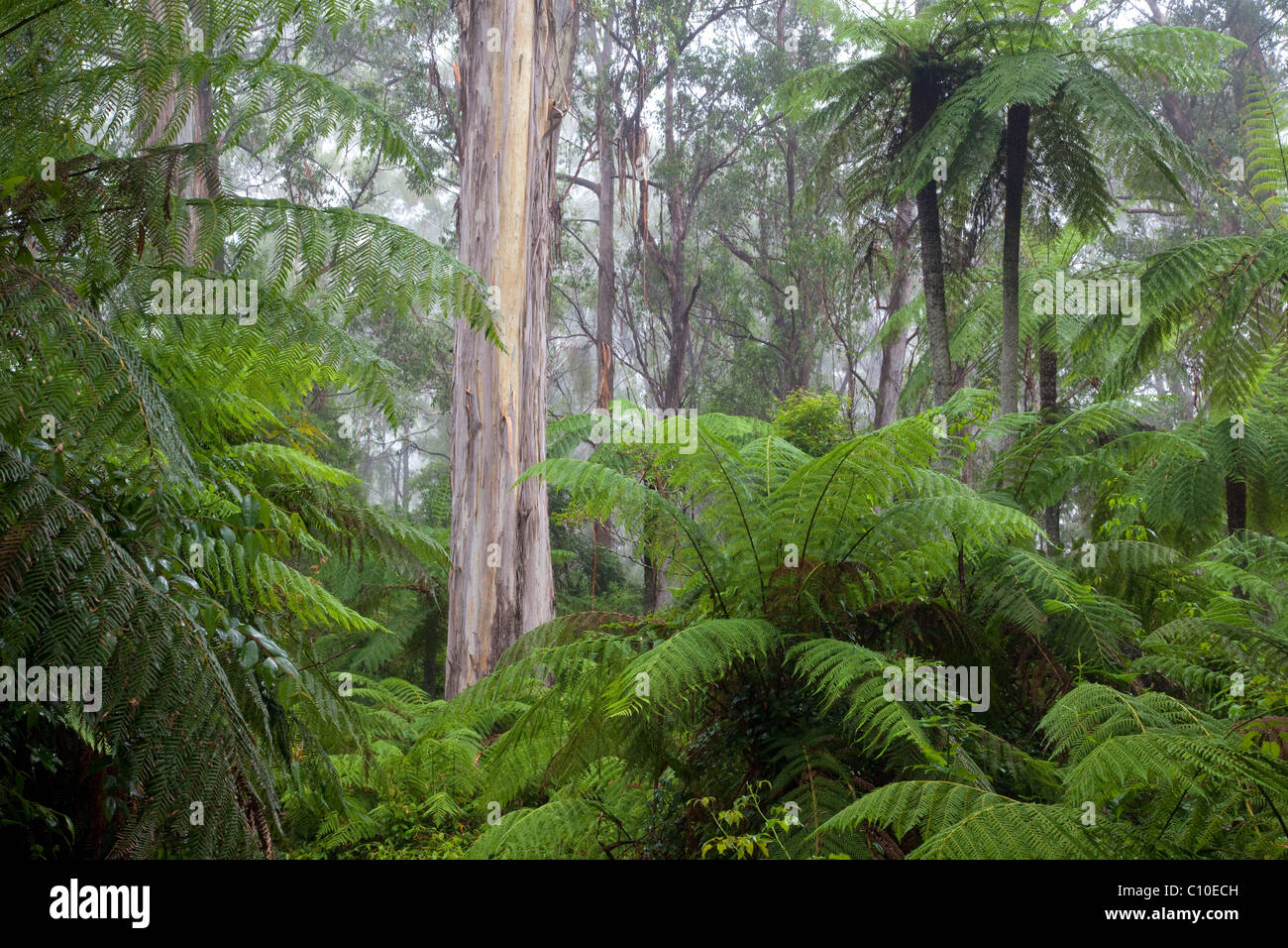 Baum-Farn Wald, Gibraltar Range National Park, New-South.Wales, Australien Stockfoto