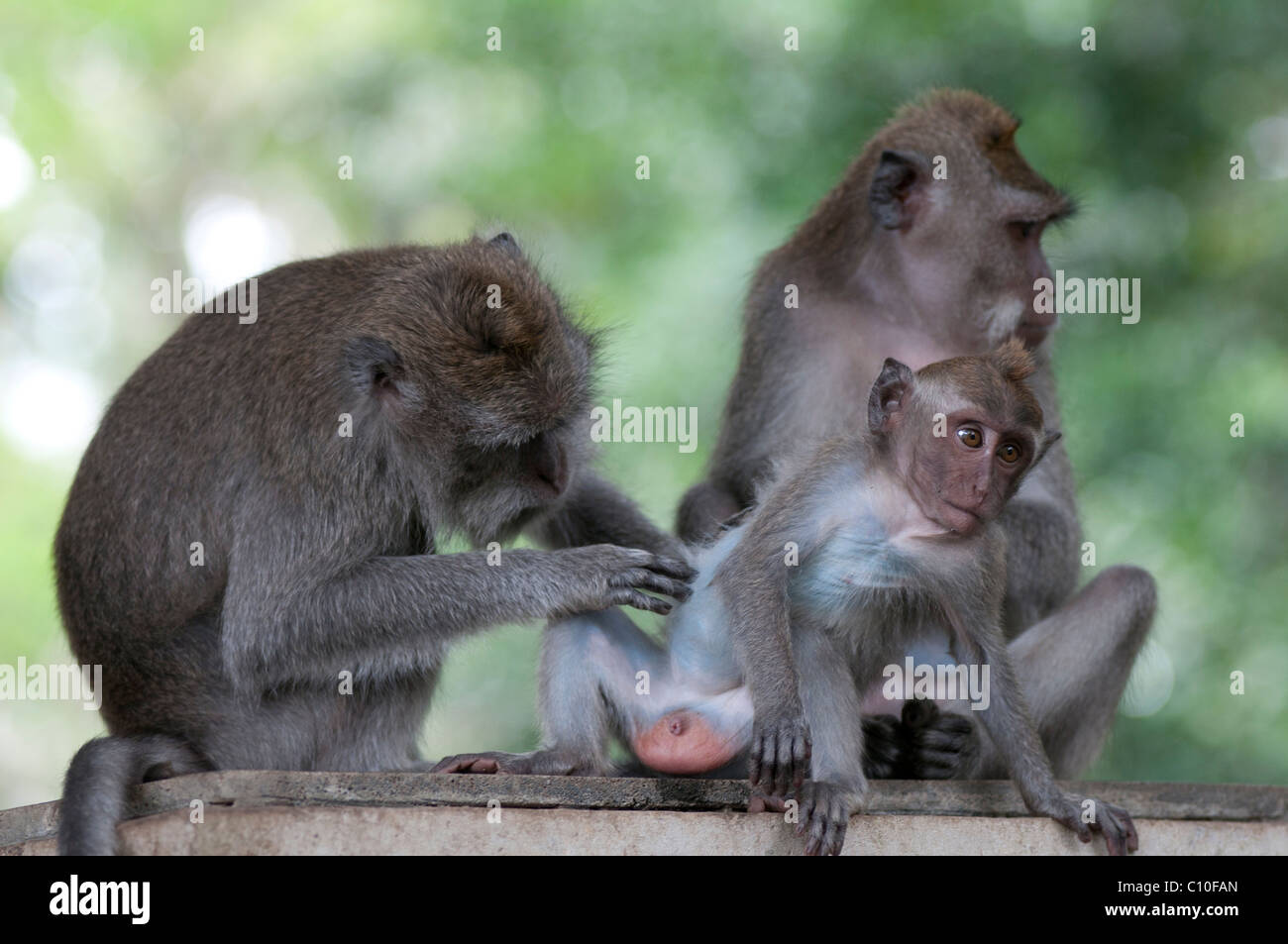 Balinesische Long-tailed macaque Stockfoto