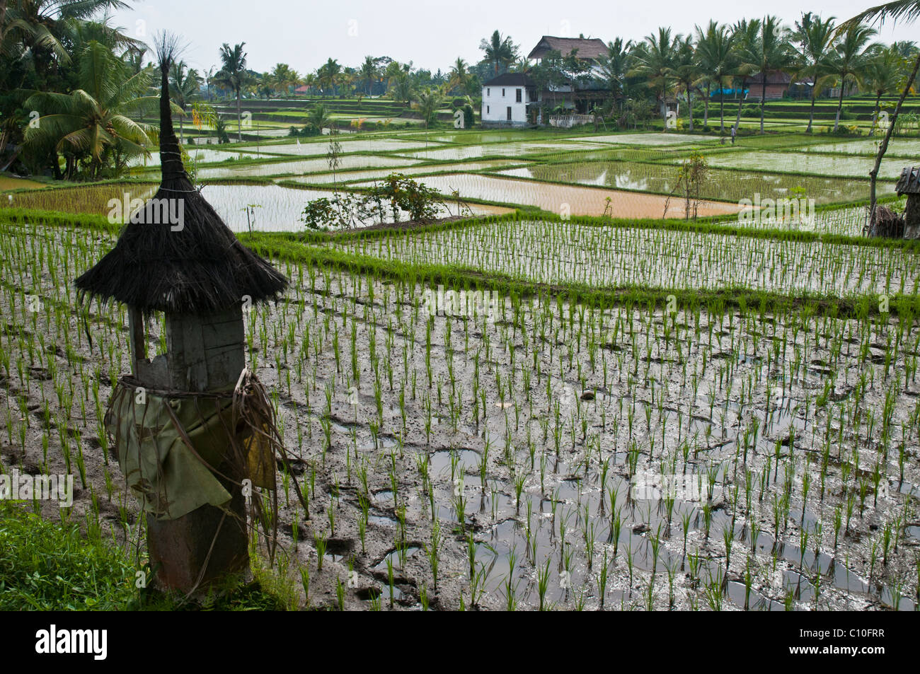 Reisanbau in Bali Indonesien Stockfoto