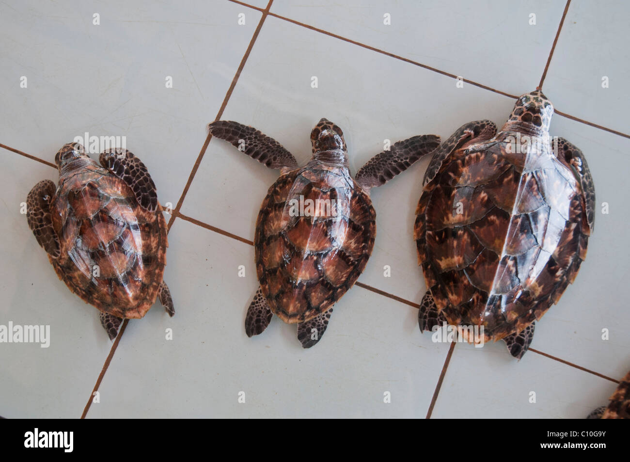 Baby Karettschildkröten in ein Schutzgebiet für Schildkröten auf Gili Trawangan, Indonesien Stockfoto