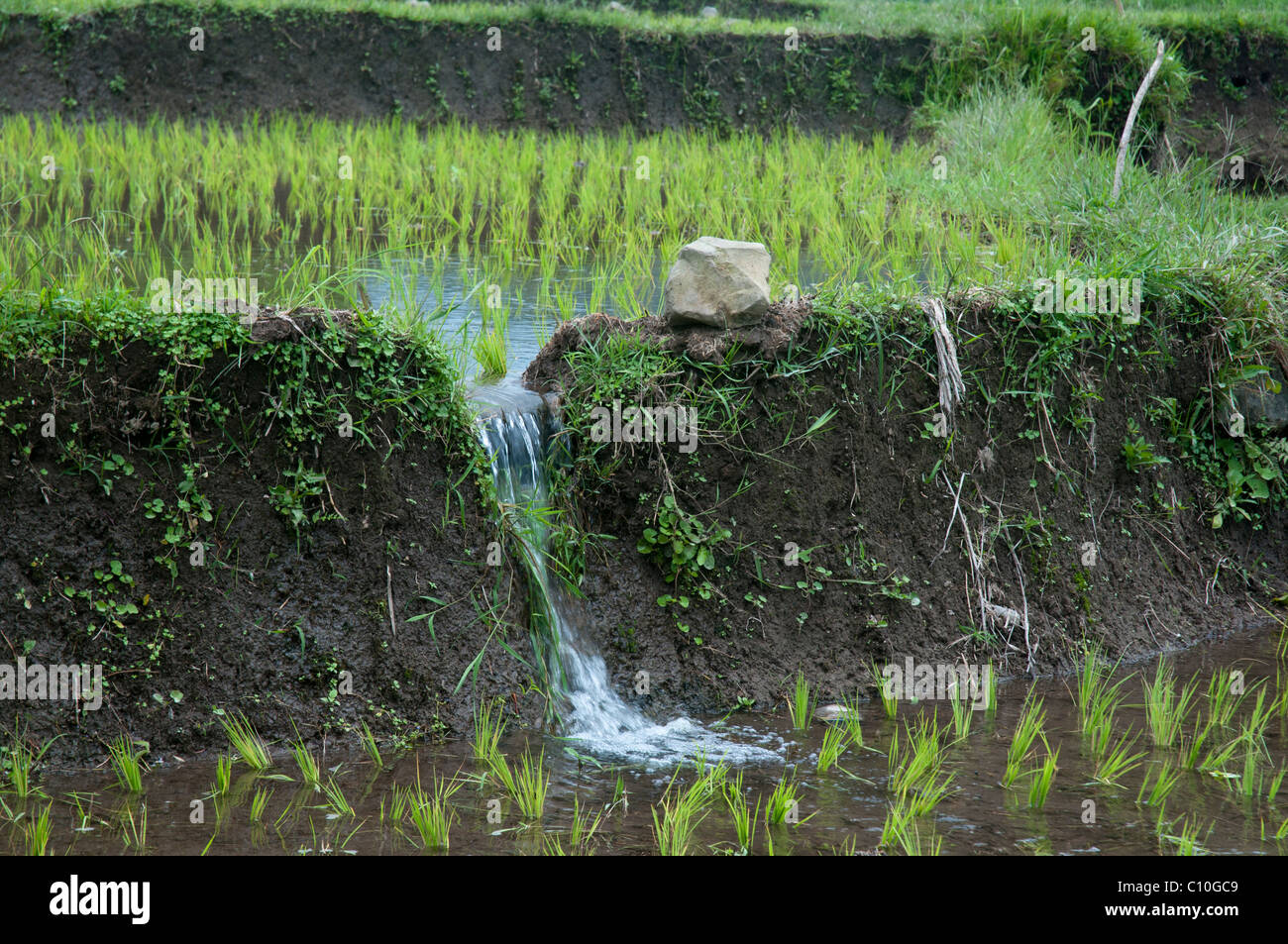 Wasserwirtschaft im balinesischen Reisfelder in Indonesien Stockfoto