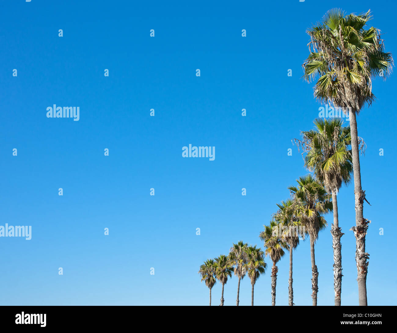 Palmen in Folge gegen blauen Himmel frame Stockfoto