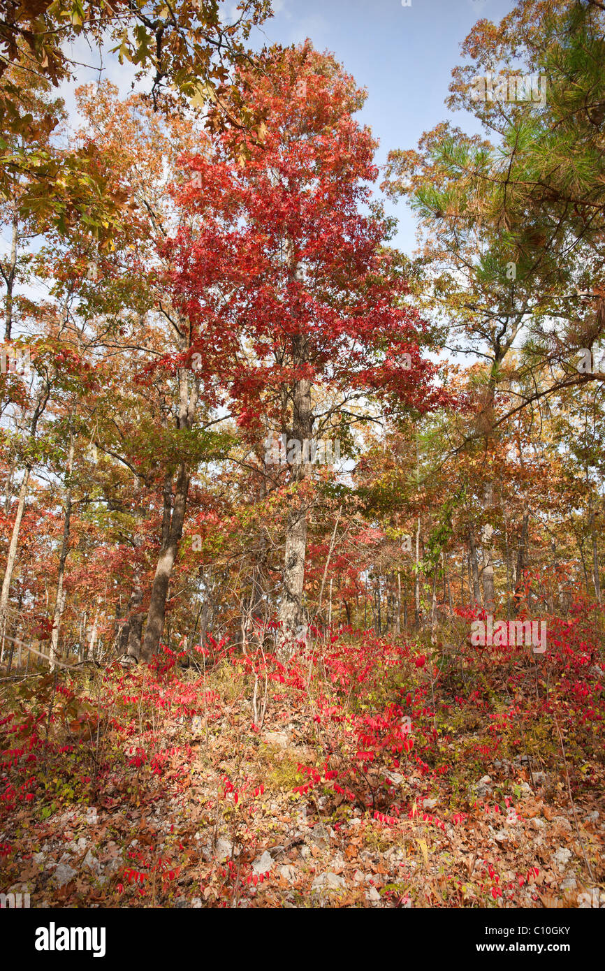 leuchtend rote Baum im Wald im Herbst oder im Herbst Stockfoto