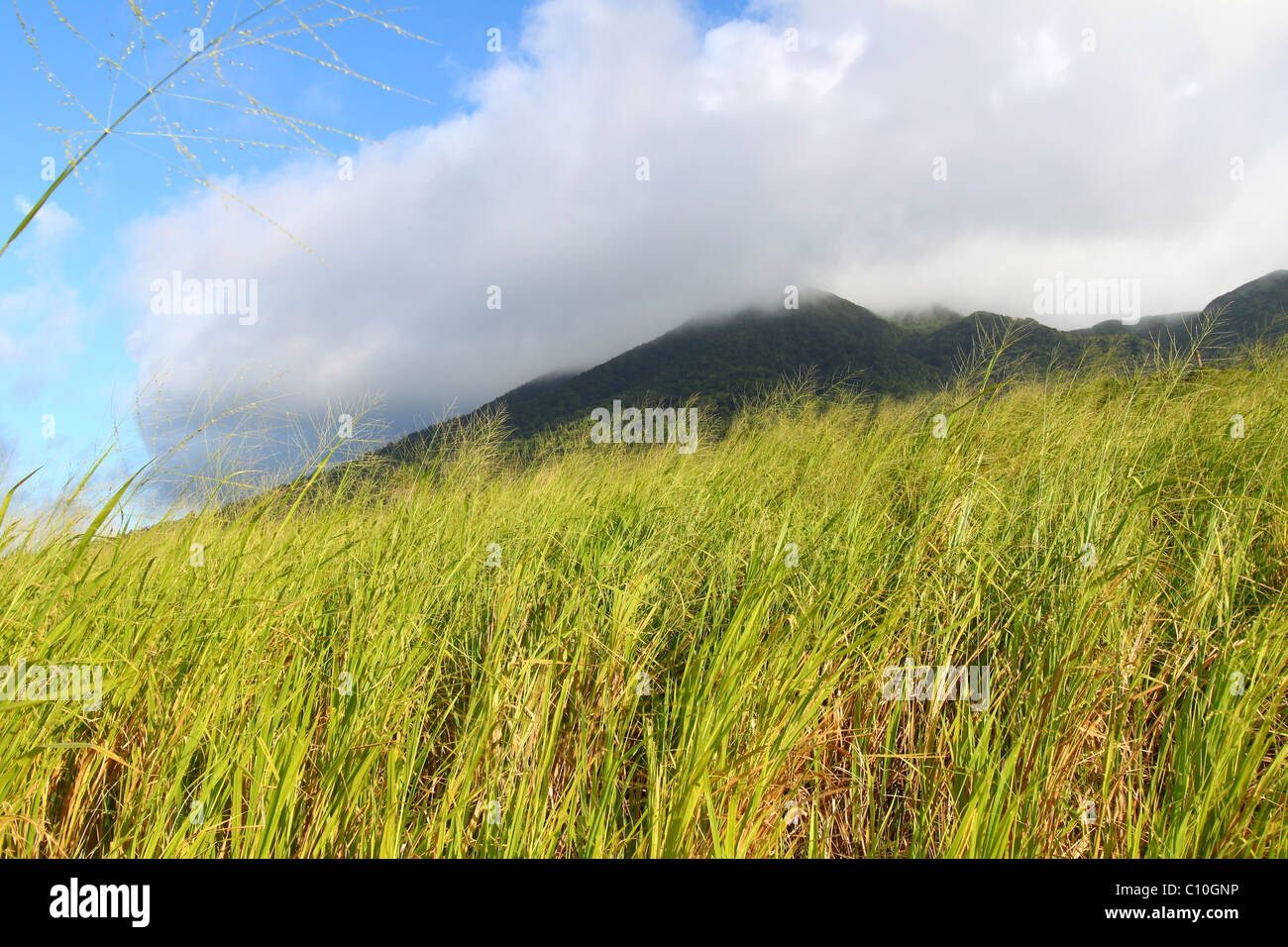 Mount Liamuiga in St. Kitts Stockfoto