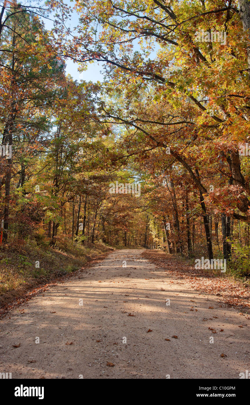 ländlichen Landstraße durch den Wald im Herbst oder im Herbst Stockfoto