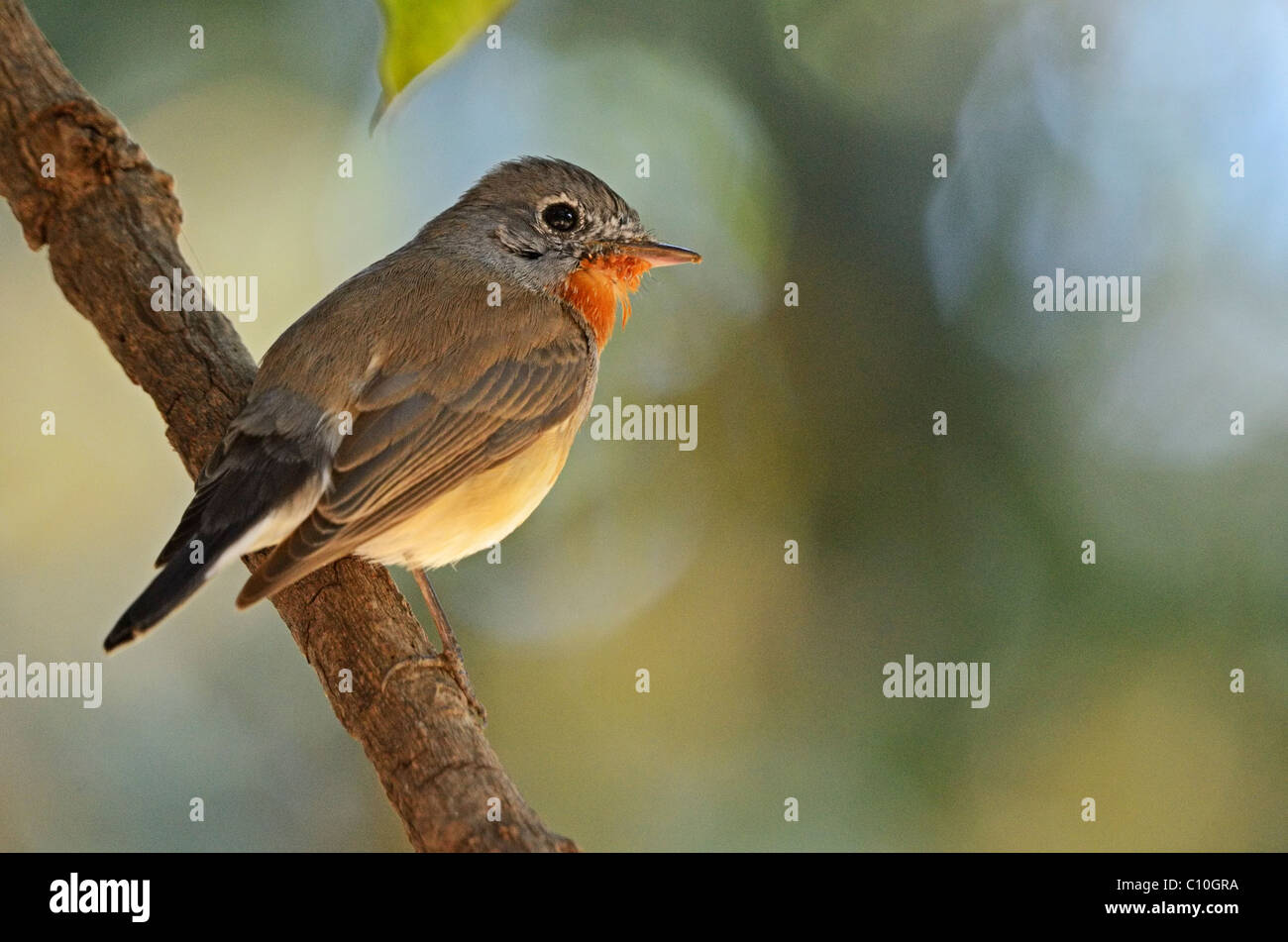 Männliche Red-breasted Fliegenschnäpper (Ficedula Parva) thront auf einem Ast eines Baumes Stockfoto