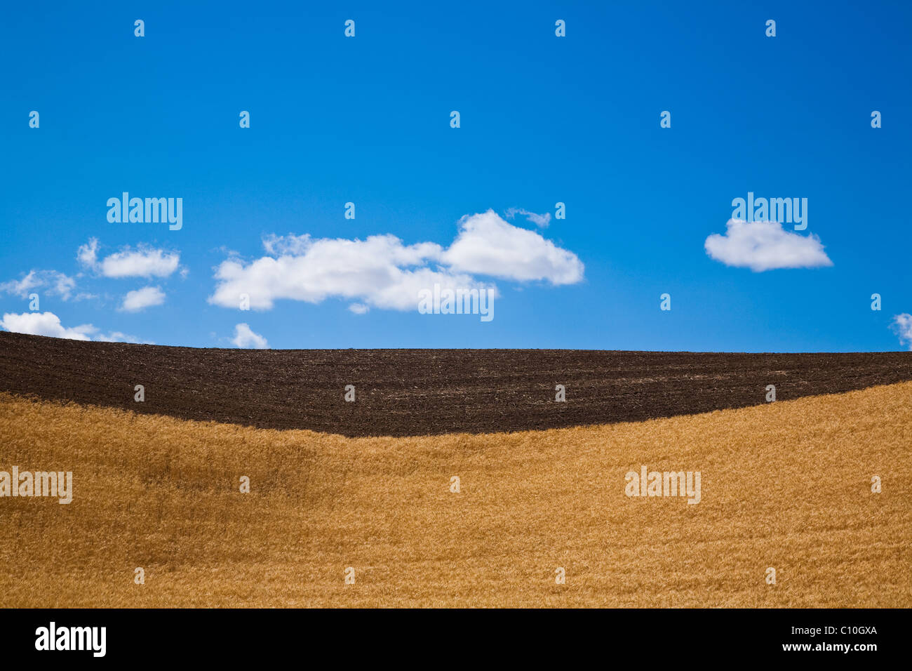 Geschwungene Merkmale der Palouse Stockfoto