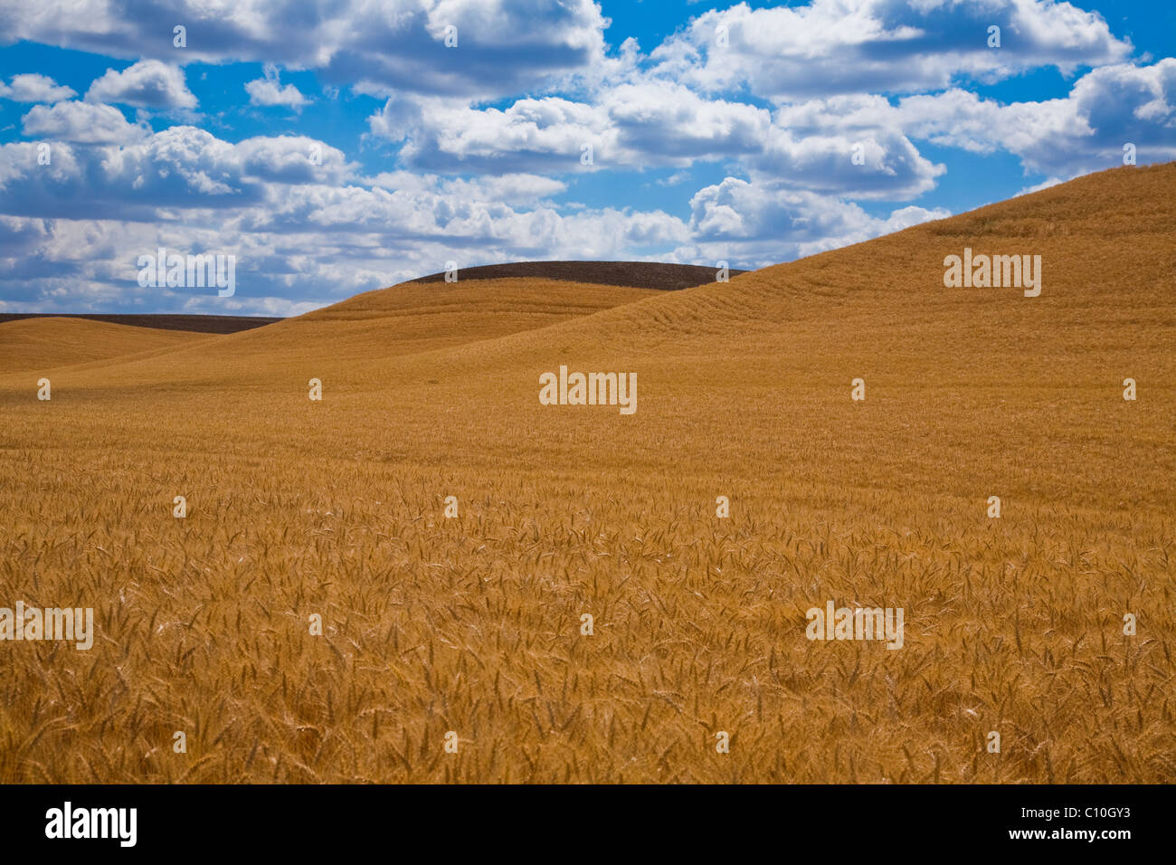 Reif für die Ernte mit den Hügeln Getreidefeld frisch gepflügt Stockfoto