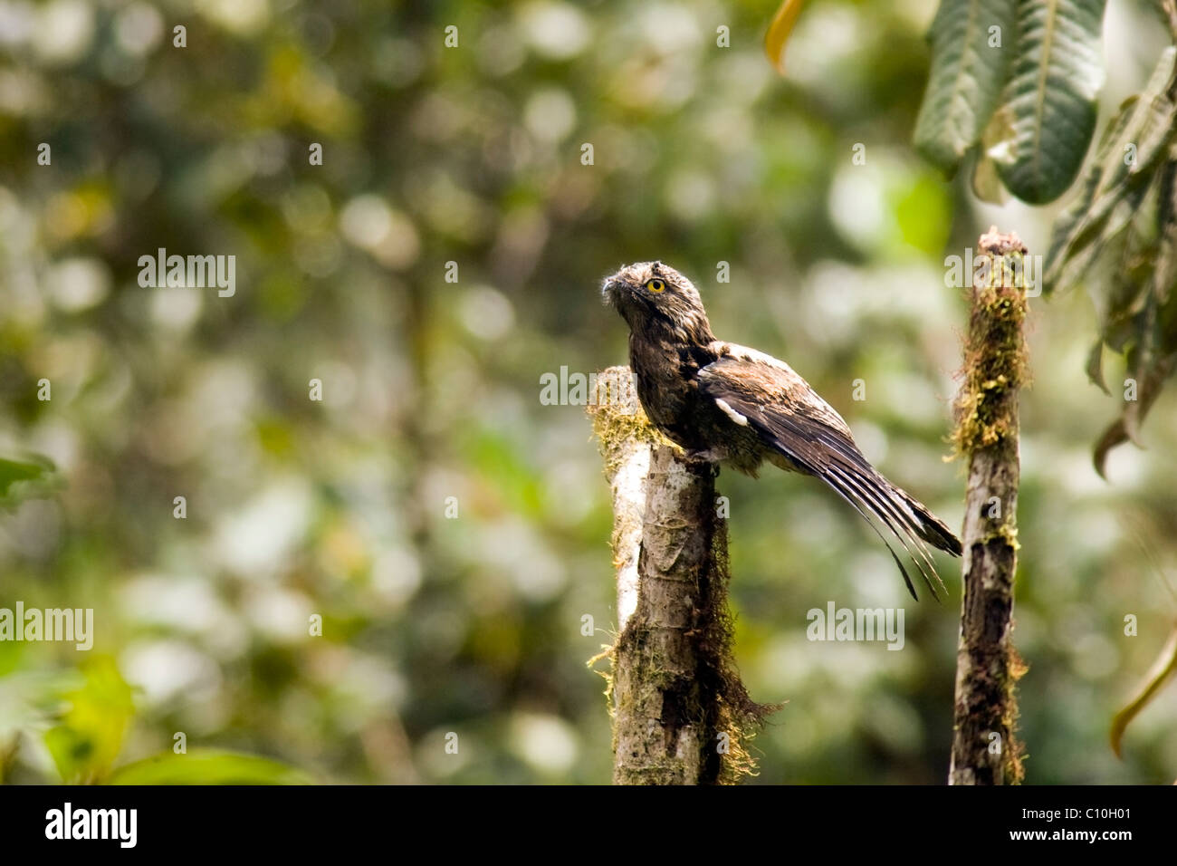 Häufig aber - Mindo Loma Nebelwald - Mindo, Ecuador Stockfoto