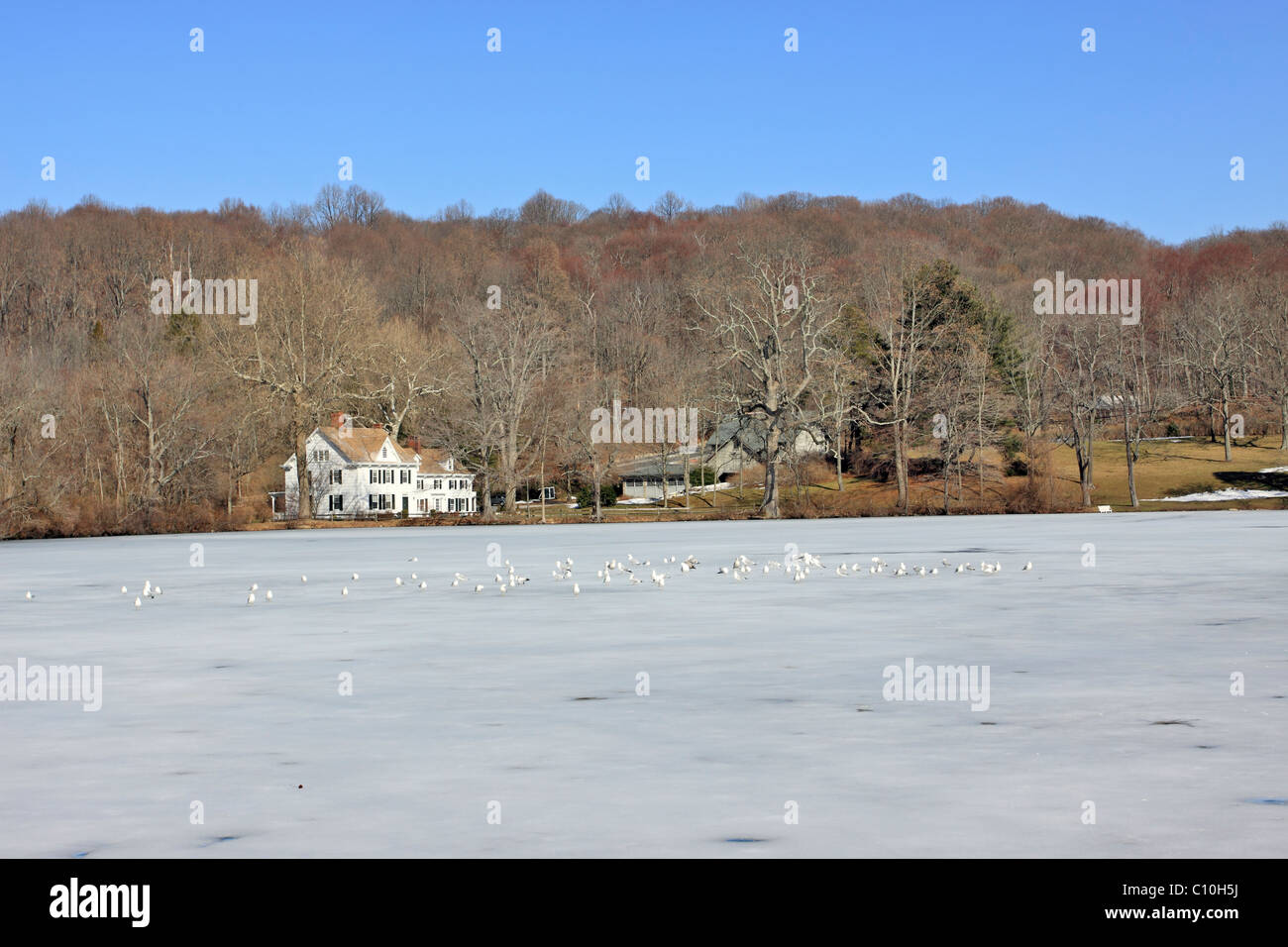 Gefrorenen Teich, Cold Spring Harbor, Long Island NY Stockfoto