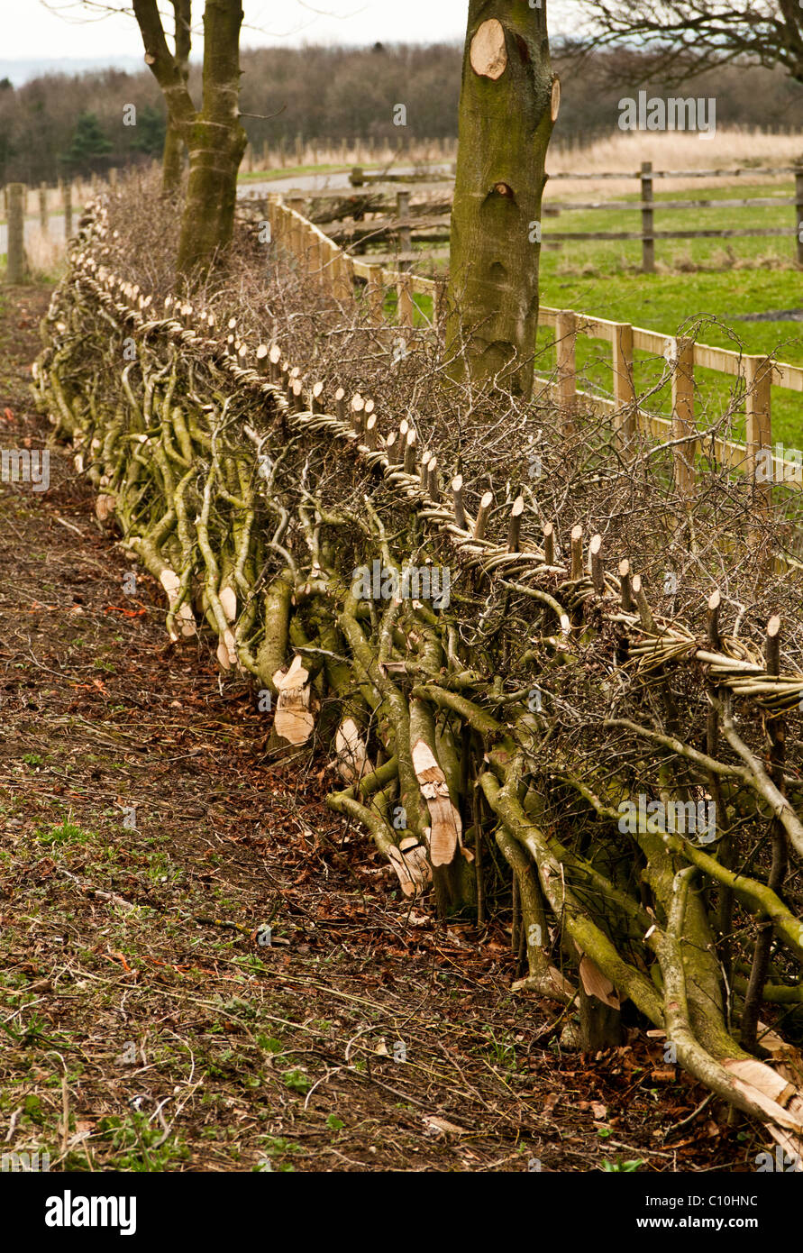 Eine Hecke, die gearbeitet wurde und verlegt eine Feldbegrenzung zu bilden - hedgelaying ist eine alte Fähigkeit und Fertigkeit in Großbritannien Stockfoto