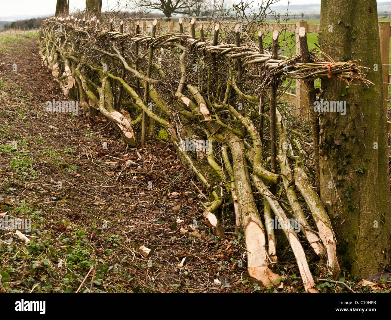 Eine Hecke, die gearbeitet wurde und verlegt eine Feldbegrenzung-hedge Festlegung zu bilden ist eine alte Fähigkeit und Fertigkeit in Großbritannien Stockfoto