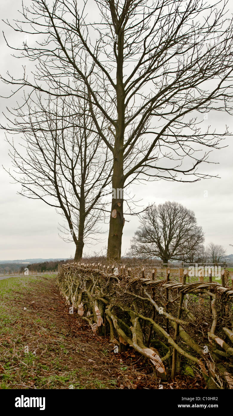 Eine Hecke, die gearbeitet wurde und verlegt eine Feldbegrenzung zu bilden - hedgelaying ist eine alte Fähigkeit und Fertigkeit in Großbritannien Stockfoto