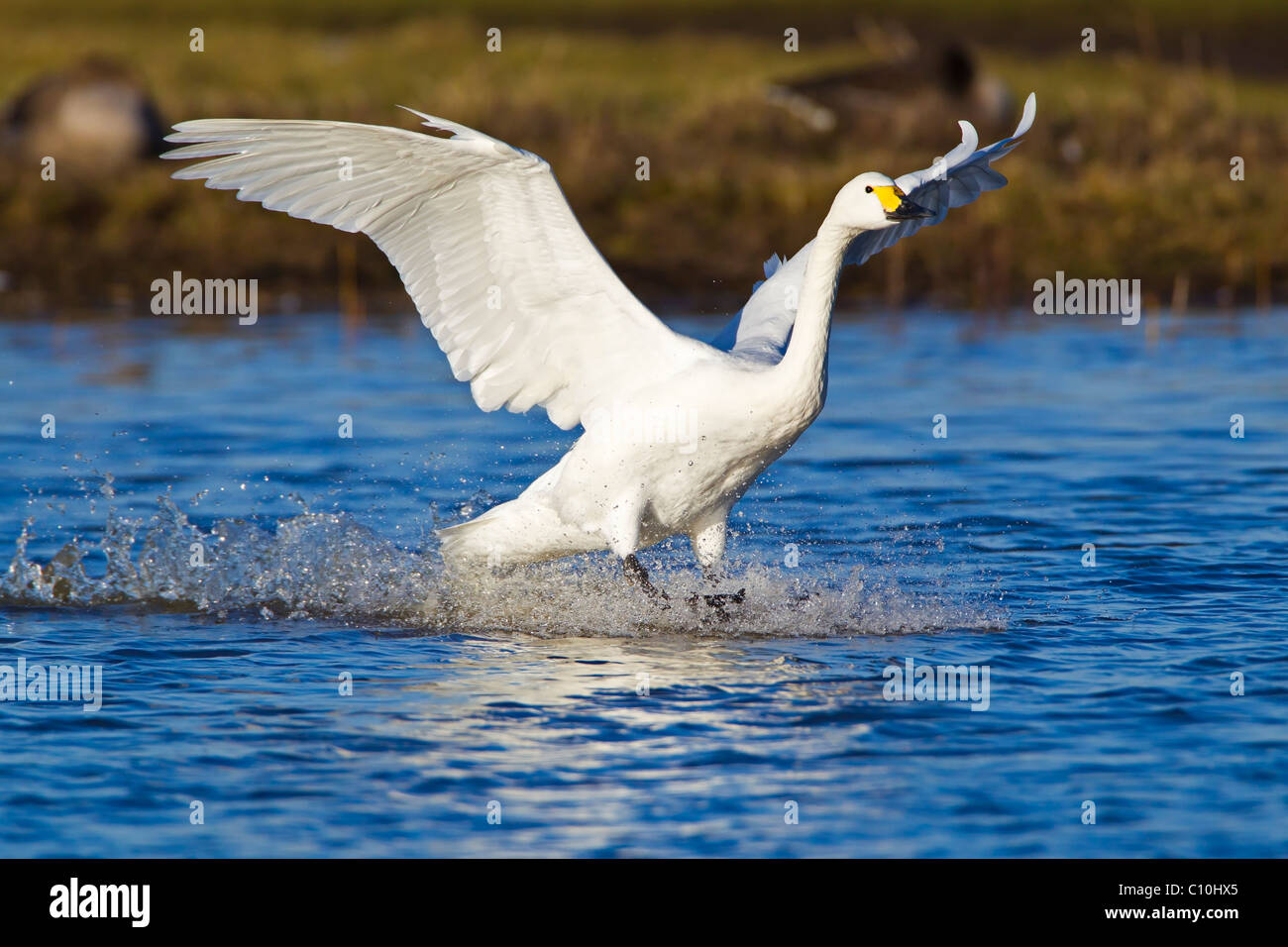 BEWICK ´S SCHWAN LANDUNG AUF WASSER Stockfoto