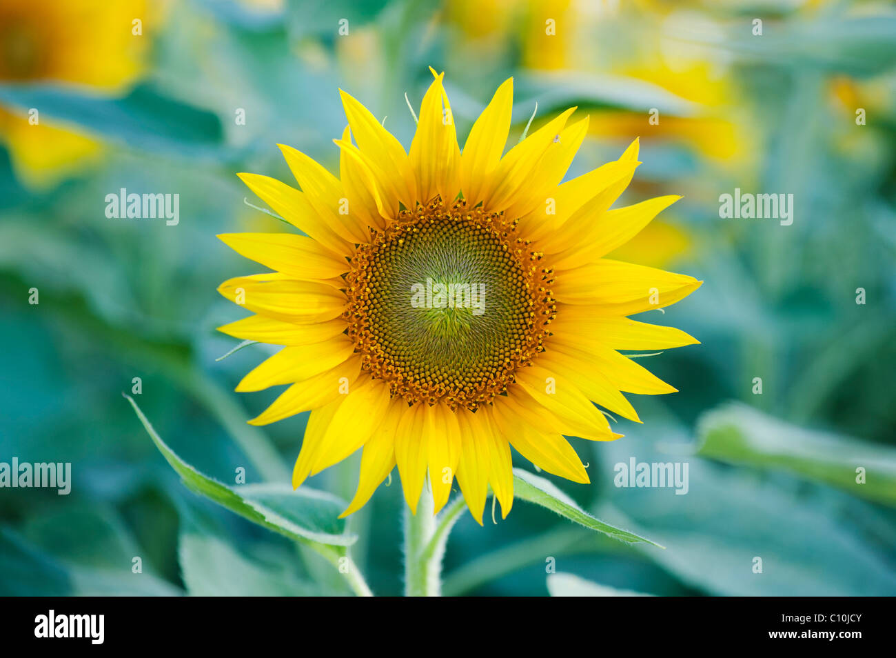 Anbau von Sonnenblumen in der indischen Landschaft, Andhra Pradesh, Indien Stockfoto