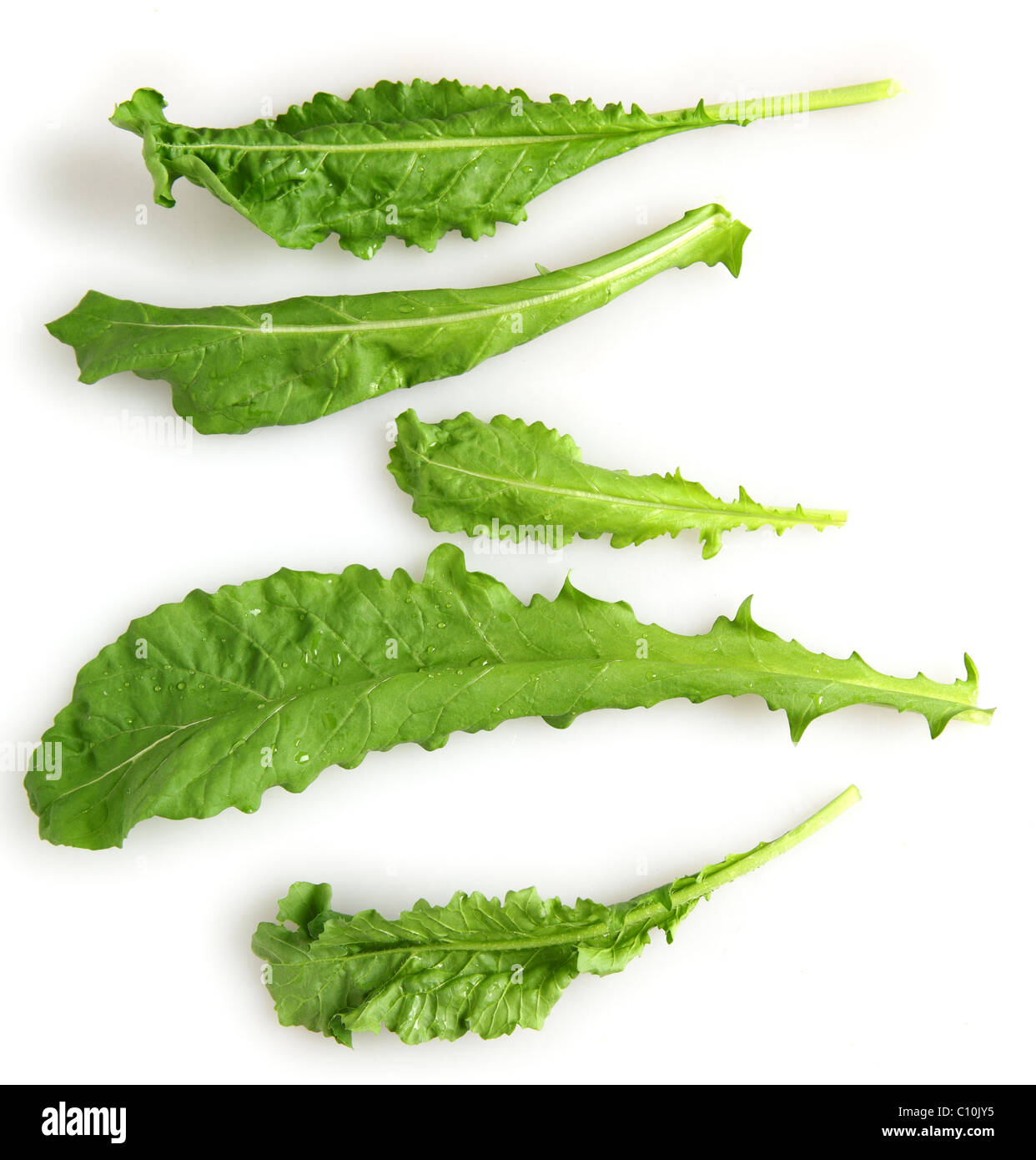 Einzelne Blätter frisch gepflückten Rucola (Rucola) über weiß mit einem leichten Schatten. Stockfoto