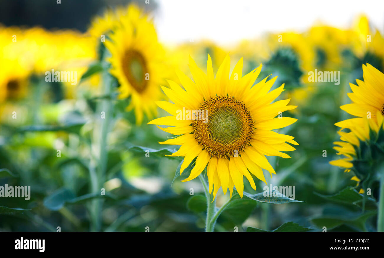 Anbau von Sonnenblumen in der indischen Landschaft. Andhra Pradesh, Indien Stockfoto