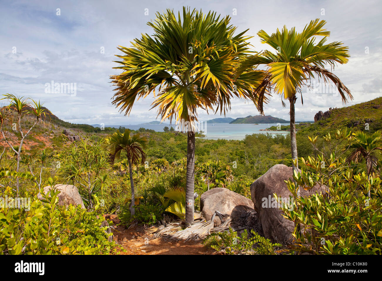 Endemische Seychellen Palme, Coco de Mer (Lodoicea Maldivica), freistehend, Insel Praslin, Seychellen, Afrika, Indischer Ozean Stockfoto