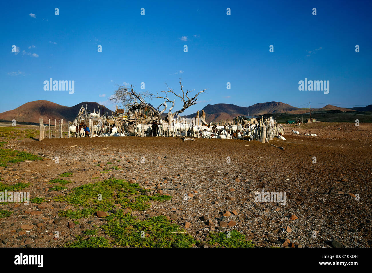 Ziege Stift, Damaraland, Namibia, Afrika Stockfoto