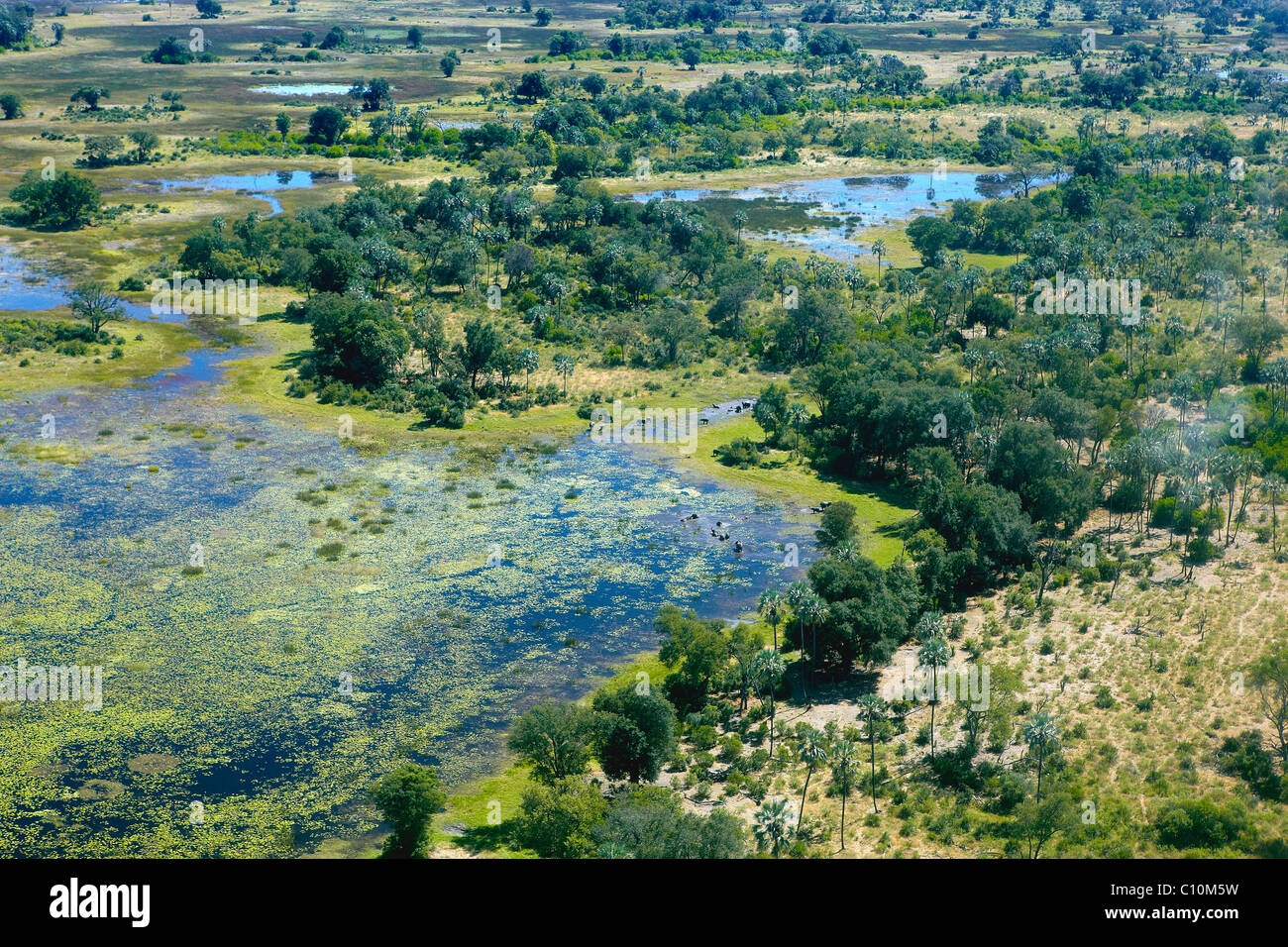 Luftaufnahme, Okavango Delta, Botswana, Afrika Stockfoto