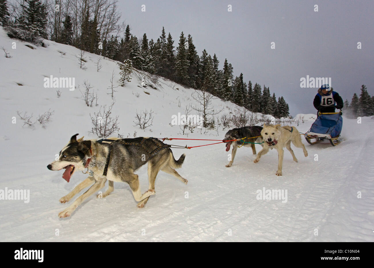 Laufenden Schlittenhunde dog Team, Alaskan Huskies, Musher, Hundeschlitten-Rennen in der Nähe von Whitehorse, Yukon Territorium, Kanada Stockfoto