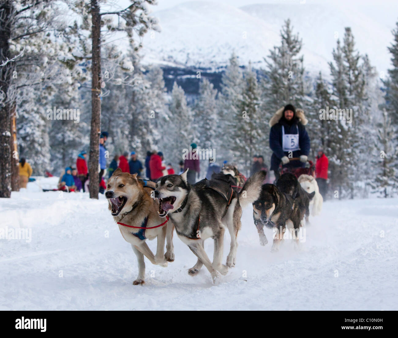 Laufteam Schlittenhunde, Alaskan Huskies, Hund, Schlittenhunderennen Carbon Hill, Mount Lorne, in der Nähe von Whitehorse, Yukon Territorium, Kanada Stockfoto