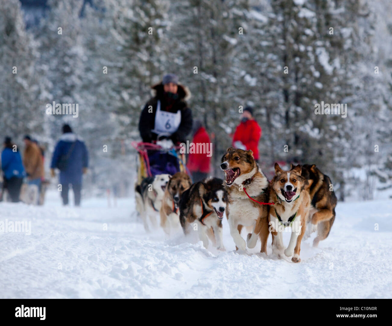 Weibliche Langstrecken Musher Michelle Phillips, Schlittenhunde, Alaskan Huskies Hund Laufteam, Carbon Hill Schlittenhunderennen Stockfoto