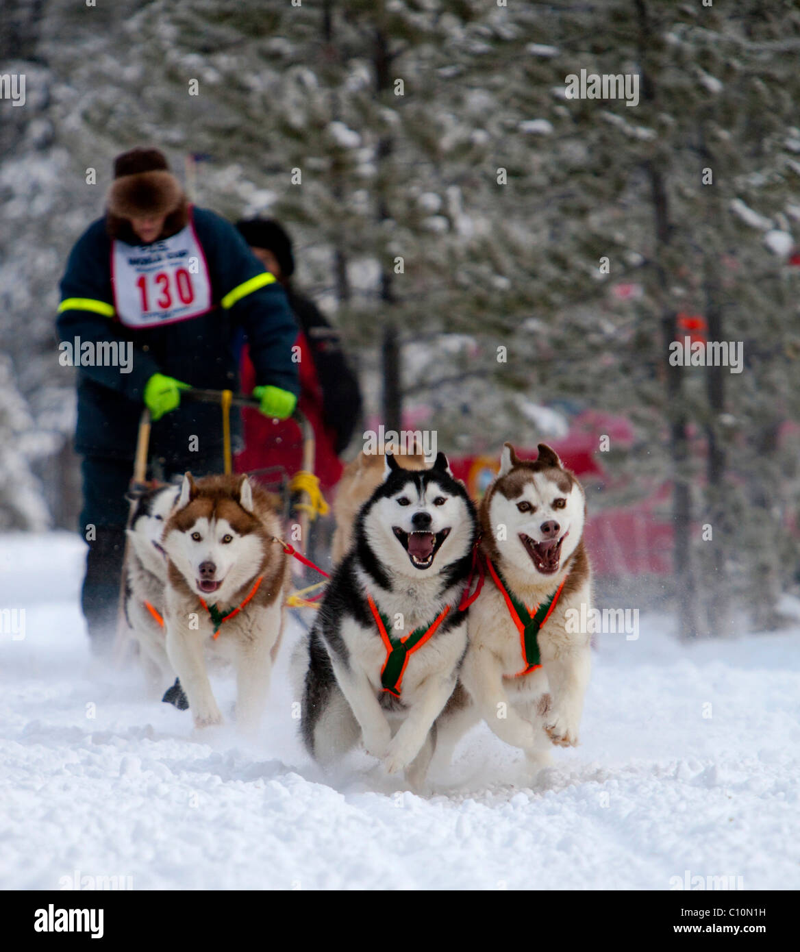 Laufenden Schlittenhunde dog Team, Siberian Huskies, Carbon Hill Schlittenhunderennen, Mt. Lorne, in der Nähe von Whitehorse, Yukon Territorium, Kanada Stockfoto