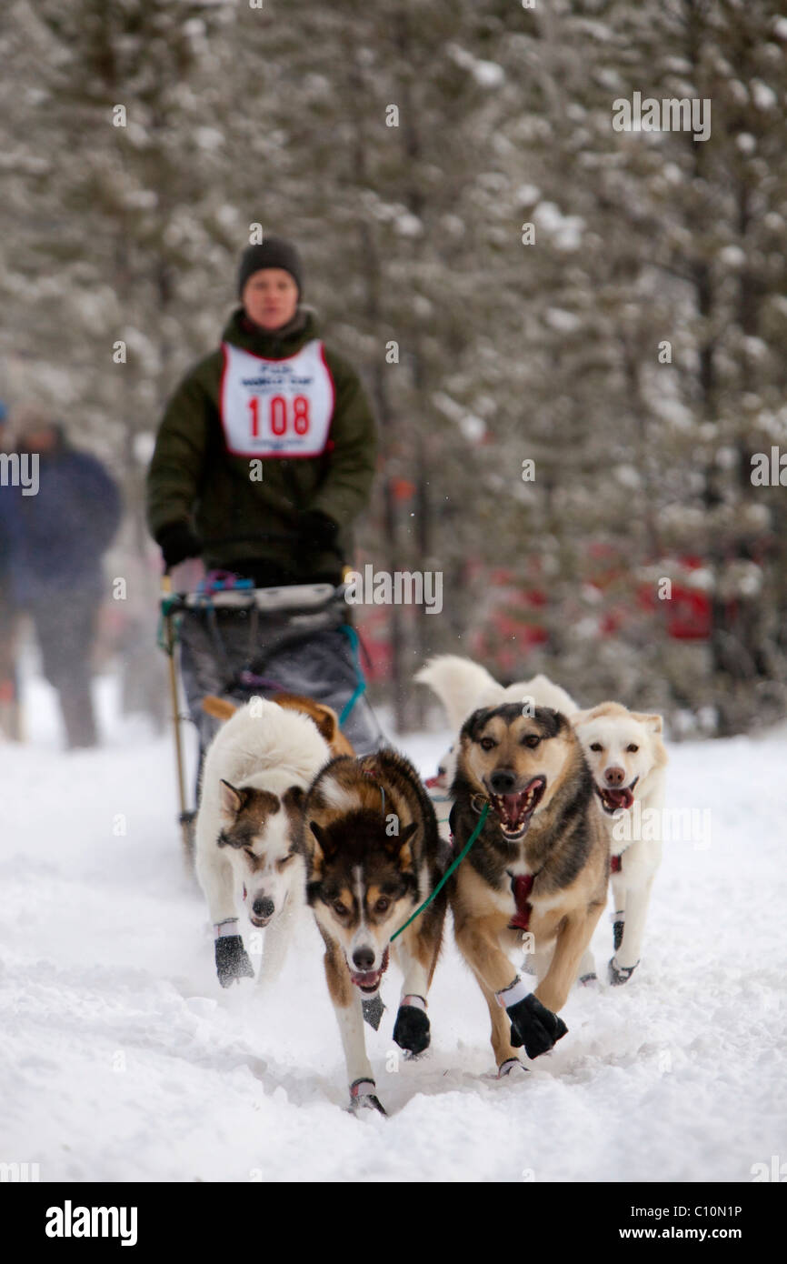 Laufteam Schlittenhunde, Alaskan Huskies, Hund, Schlittenhunderennen Carbon Hill, Mount Lorne, in der Nähe von Whitehorse, Yukon Territorium, Kanada Stockfoto