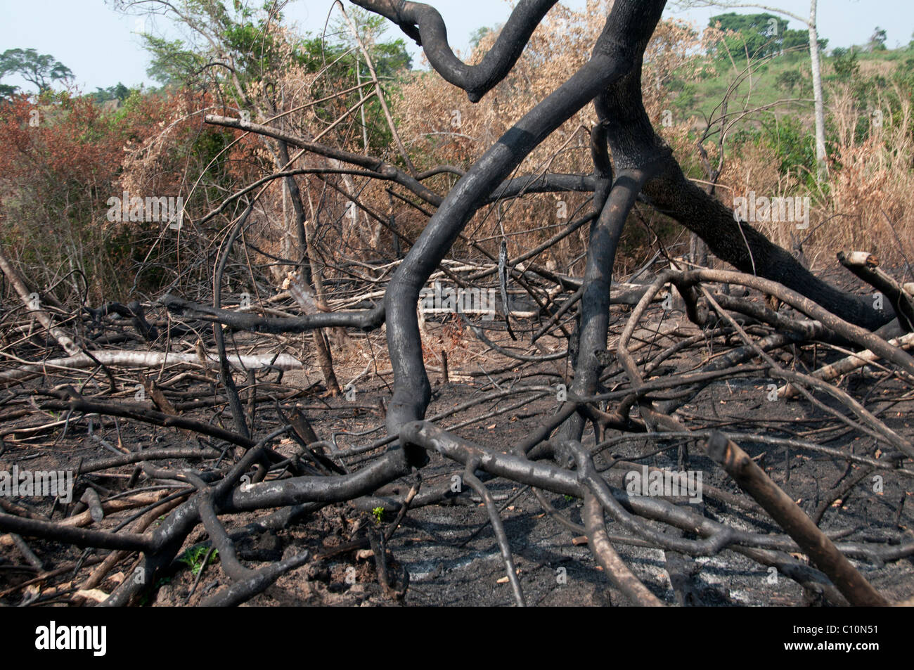 Uganda 2011.Land durch Brandrodung für die Bepflanzung in der Nähe von Mubende gelöscht Stockfoto