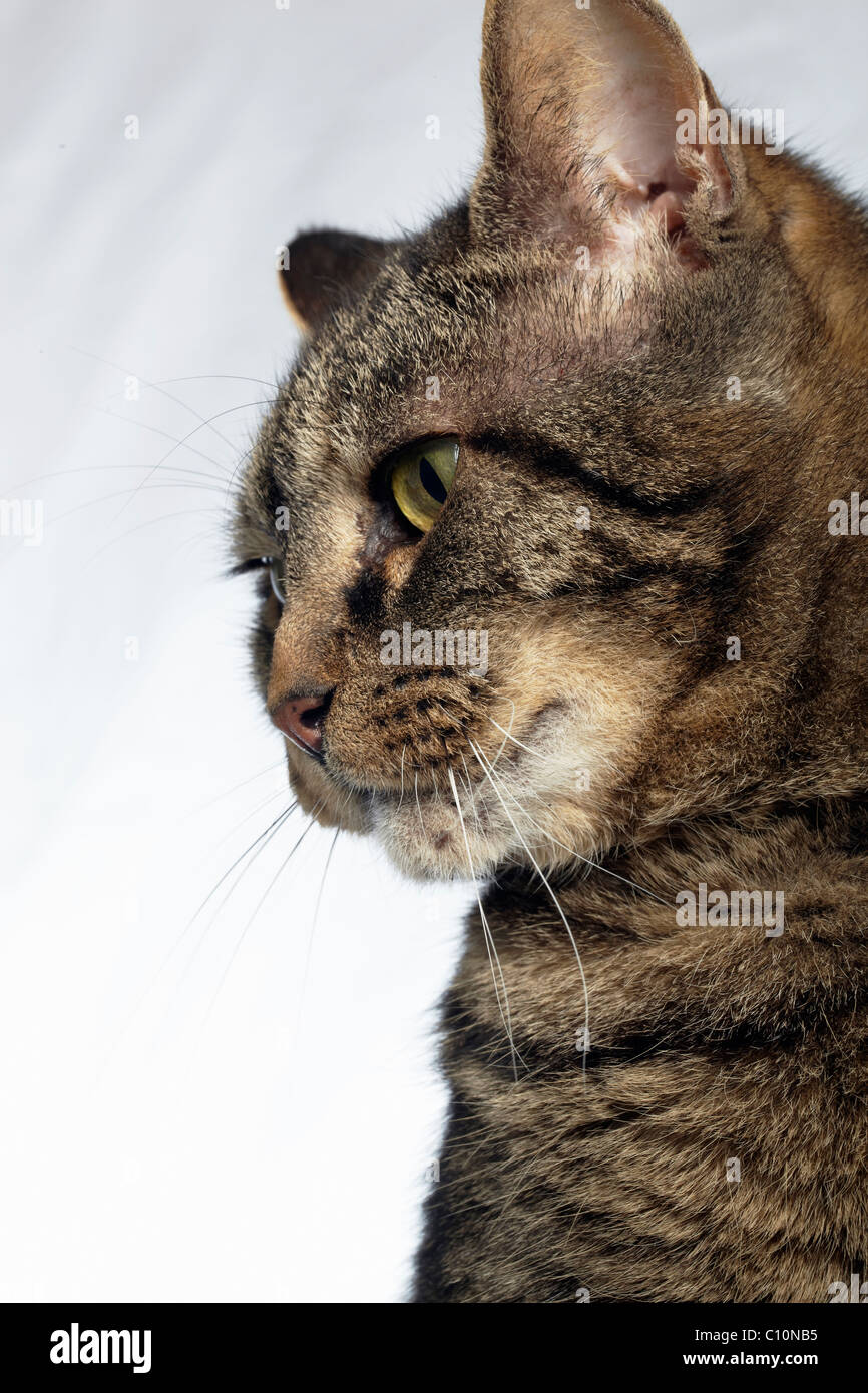 Tabby Katze-Seitenansicht Stockfoto