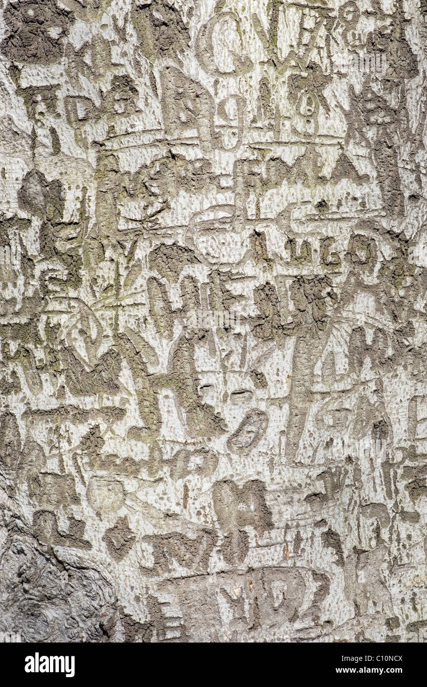 Wörter, Buchstaben, geschnitzt in eine Baumrinde Stockfoto