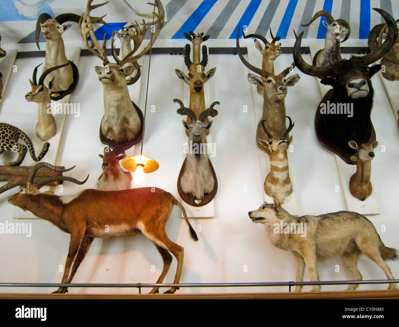 Paris, Frankreich, französische Kunstmuseum, Jagdmuseum, Musée De La Chasse, innen, Installation von Jagdtrophäen Stockfoto