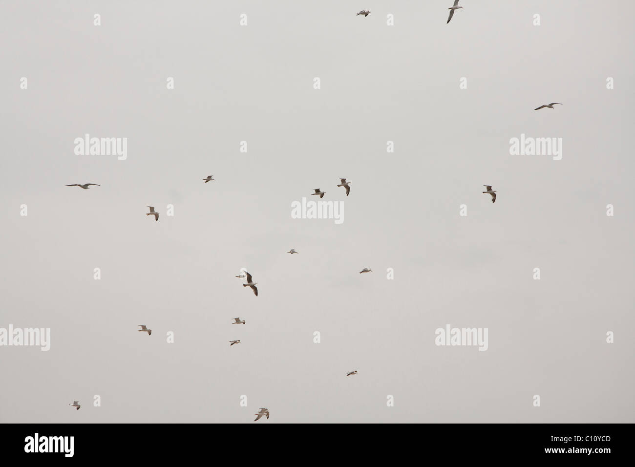 Vögel fliegen bei bewölktem Himmel grau Stockfoto