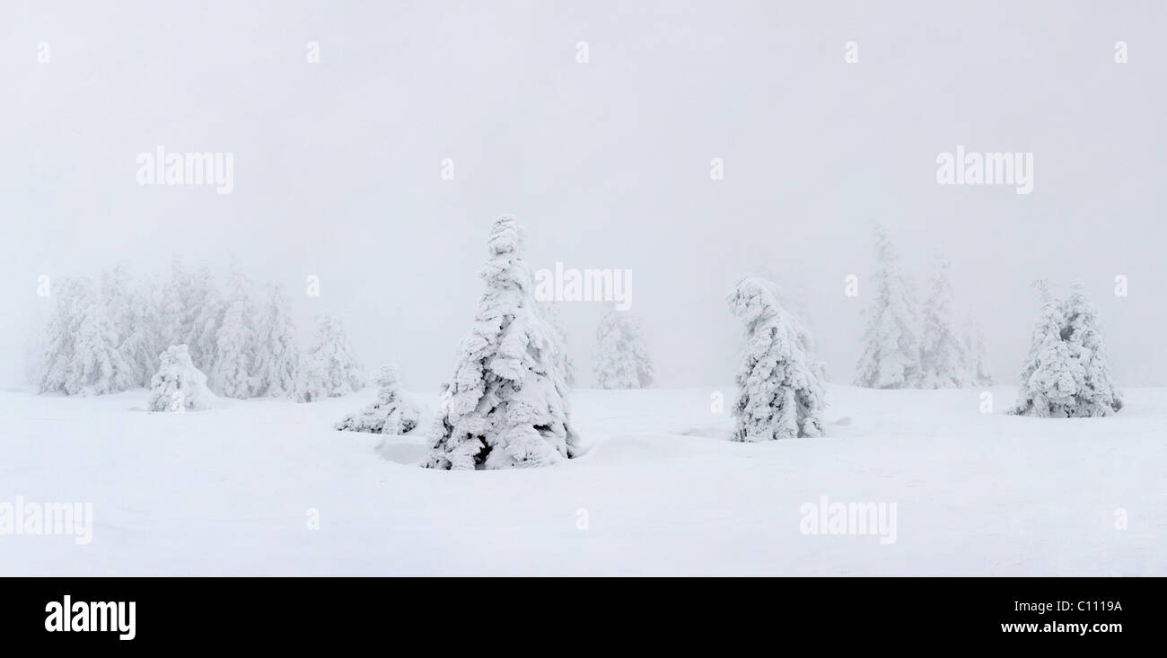 Winter-Szene auf Mt. Feldberg im Schwarzwald, Baden-Württemberg, Deutschland, Europa Stockfoto