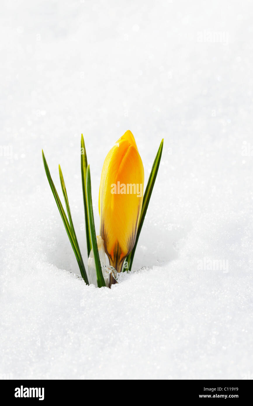 Gelbe Krokus, Frühling Krokus, riesigen niederländischen Krokus (Crocus Vernus), geschlossen Blume im Schnee Stockfoto