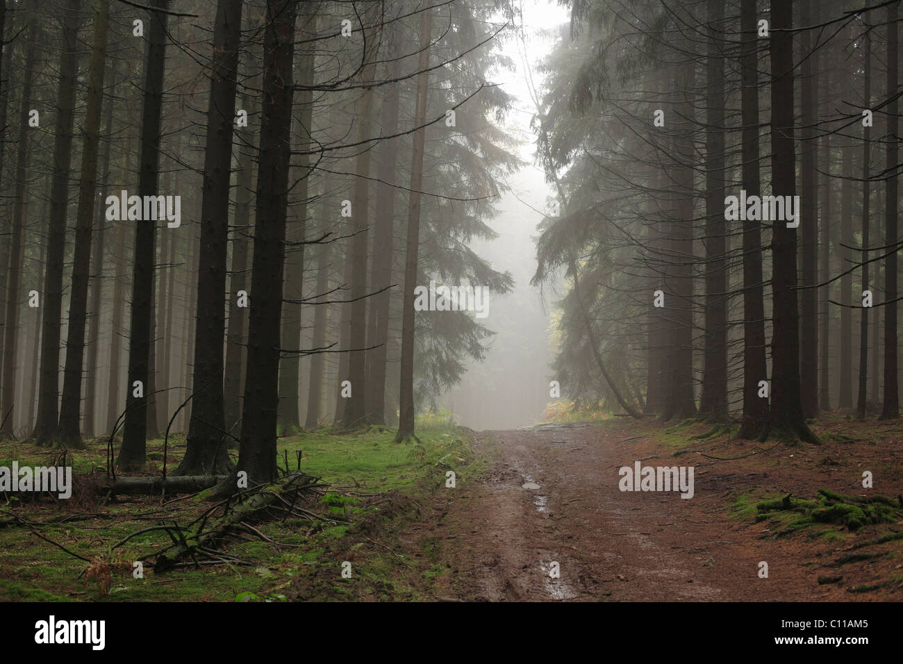 Nadelwald, Waldweg, Fichte, Fichte (Picea Abies), neblig, Bergisches Land/Region, North Rhine-Westphalia Stockfoto